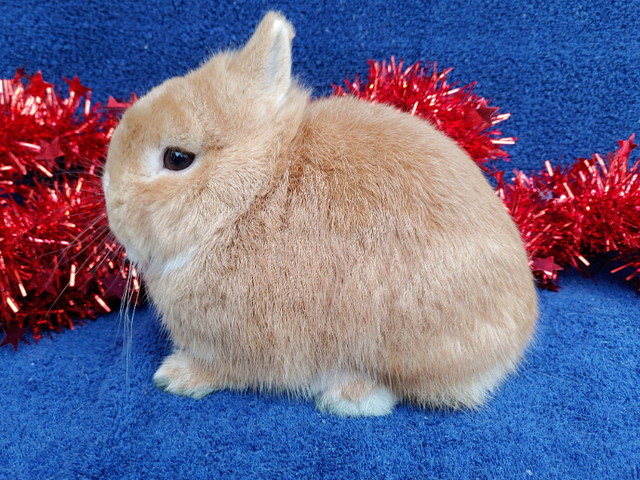 EXTRAORDINARY NETHERLAND DWARF, LIONHEAD, HOLLAND LOO BABY BUNNY in Small Animals for Rehoming in Mississauga / Peel Region