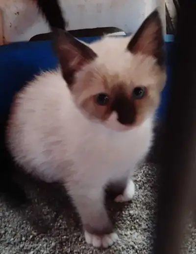 chatons Ragdoll Snowshoes , View more
