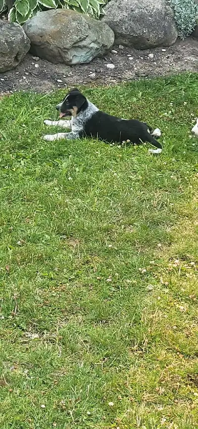 German Shepherd x Australian collie , View more