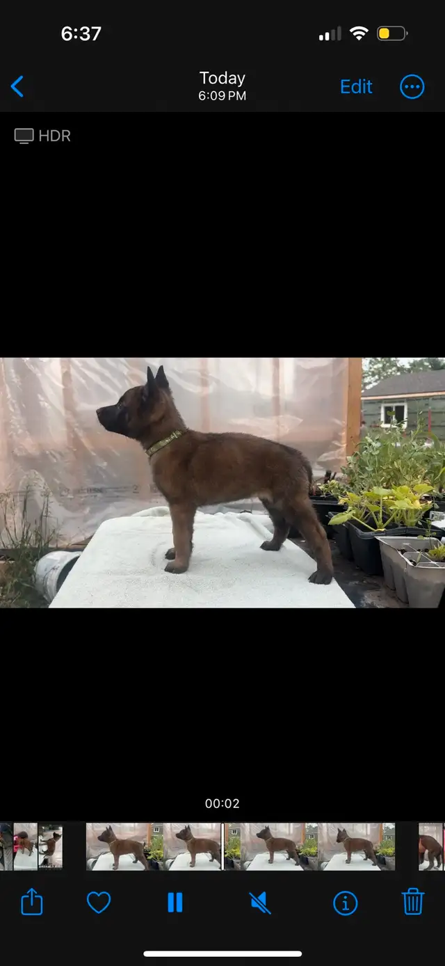 ONLY 4 BELGIAN MALINOIS PUPPIES LEFT in Dogs & Puppies for Rehoming in Edmonton - Image 3