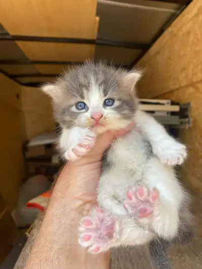 2 kittens $100 each , View more
