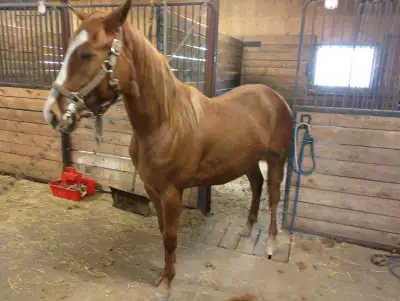 Pouliche quarter horse barils, View more