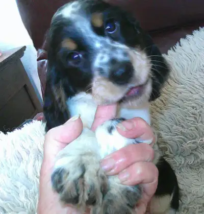 3 Beautiful English Springer female pups available. Pure bred. Have first shots, vet checked, all in...