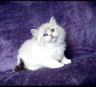 Purebred Ragdoll Male Kitten, View more