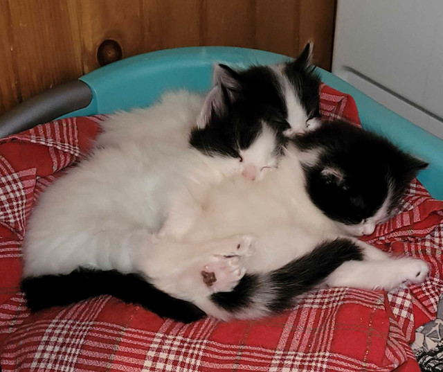 3 beautiful black and white medium/long hair kittens in Cats & Kittens for Rehoming in City of Halifax - Image 4