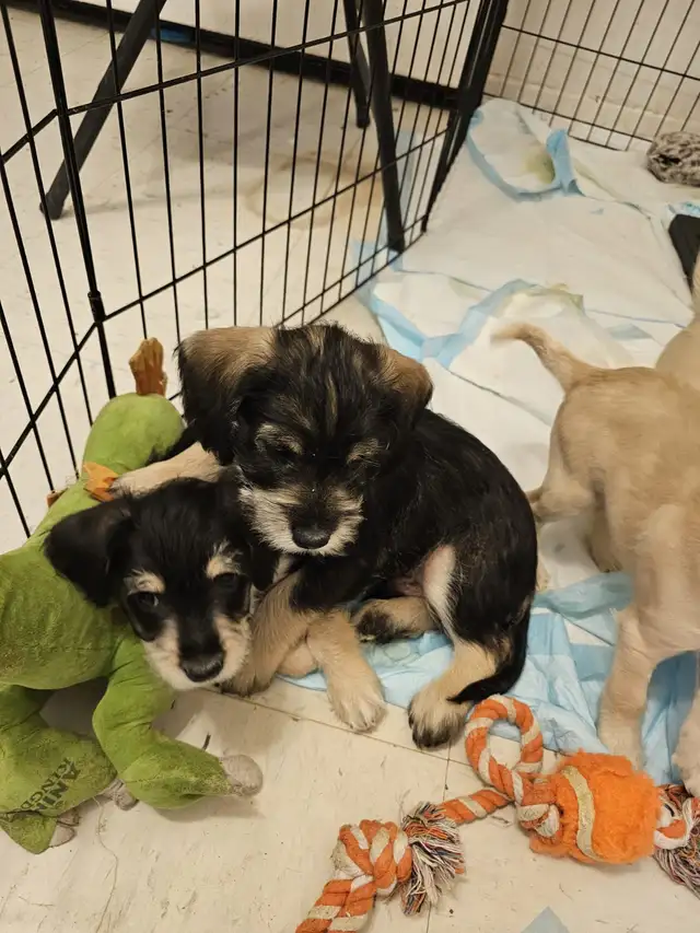 Cockapoo Schnauzer Puppies in Dogs & Puppies for Rehoming in Mississauga / Peel Region - Image 10