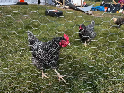 Plymoth Rock laying hens, View more