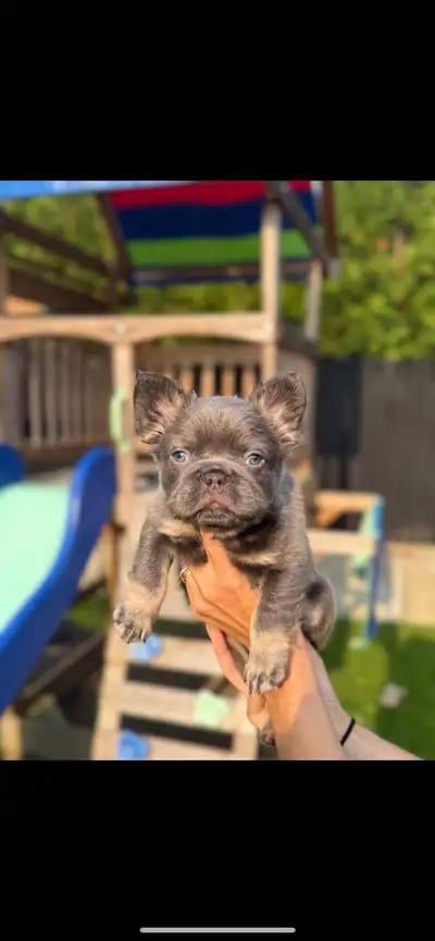 FRENCH BULLDOG - BOULEDOGUE FRANÇAIS, View more