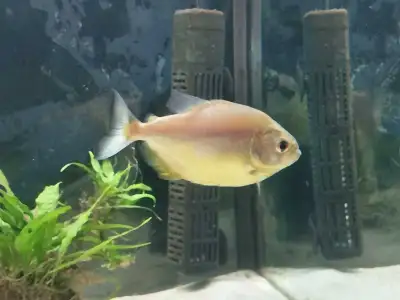 Serrasalmus Maculatus (Gold Piranha), View more