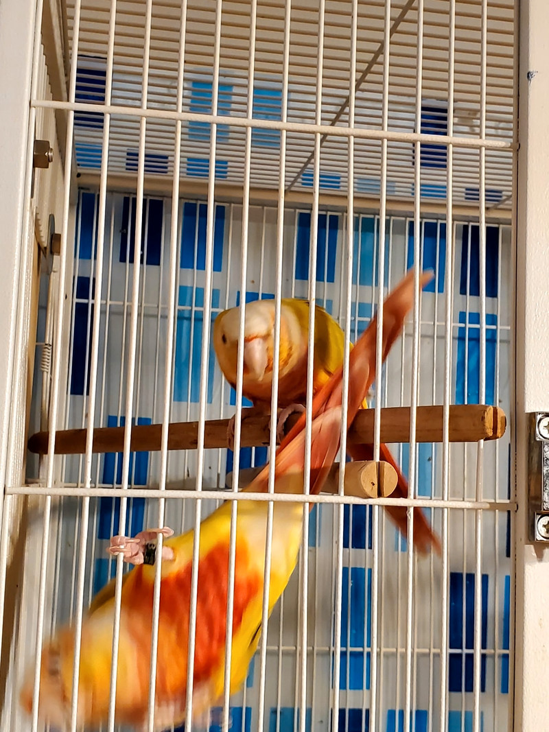 Whole birds set-up for sale | Birds for Rehoming | City of Toronto | Kijiji