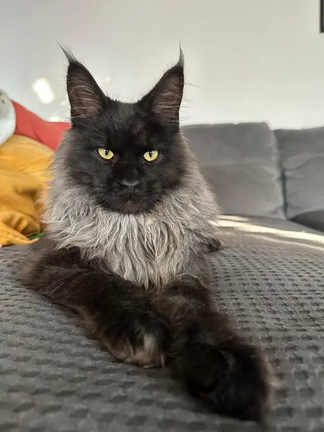 Maine Coon (European &amp; Champion Line) Smoke &amp; Tiger Kittens