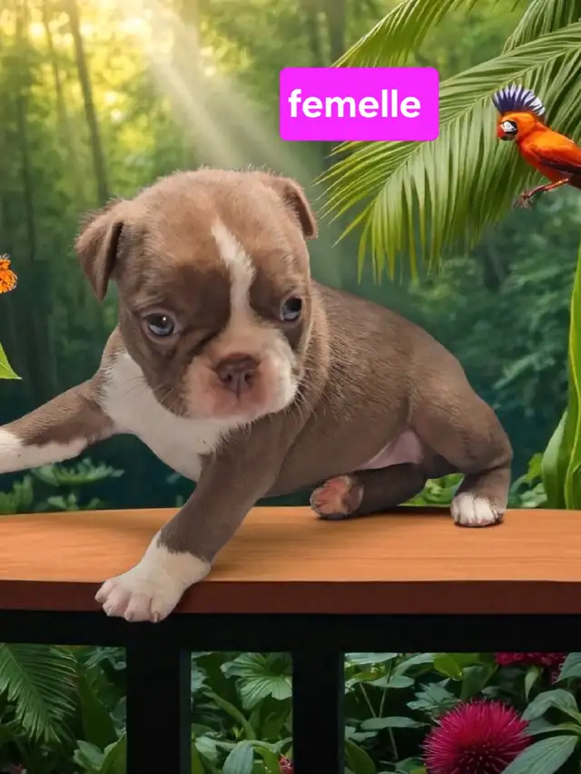 Boston terrier in Dogs & Puppies for Rehoming in Laval / North Shore - Image 4
