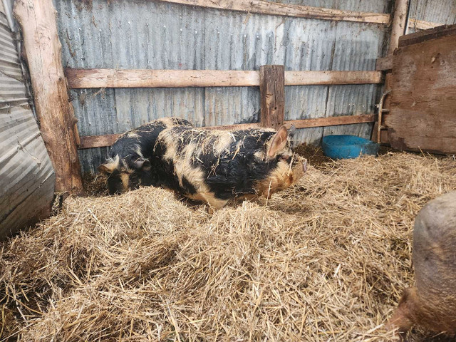 2 Registered kunekune gilts - Bradford / Cookstown Area in Livestock in Markham / York Region - Image 3