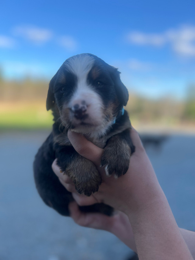Purebred Bernese Mountain puppies in Dogs & Puppies for Rehoming in North Bay - Image 2