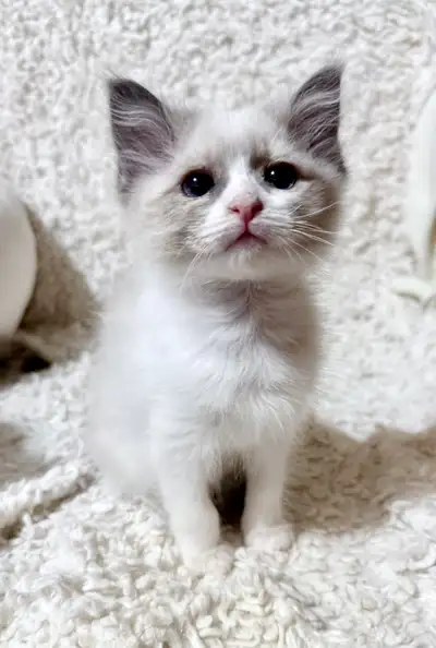 Ragdoll Kittens, View more