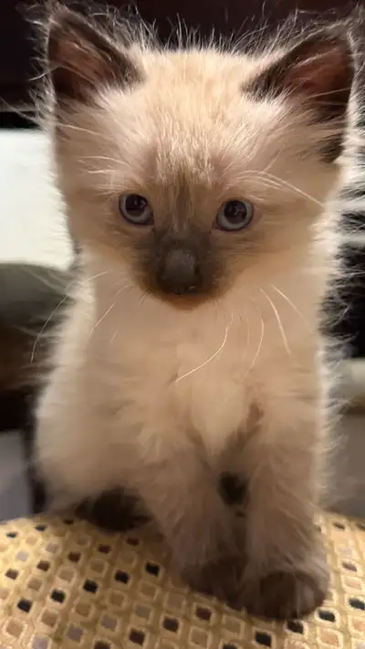 Beautiful Ragdoll Female Kitten, View more