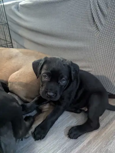Kane Corso puppies ready to go!!, View more