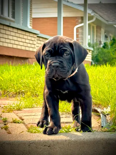 Cane Corso, View more
