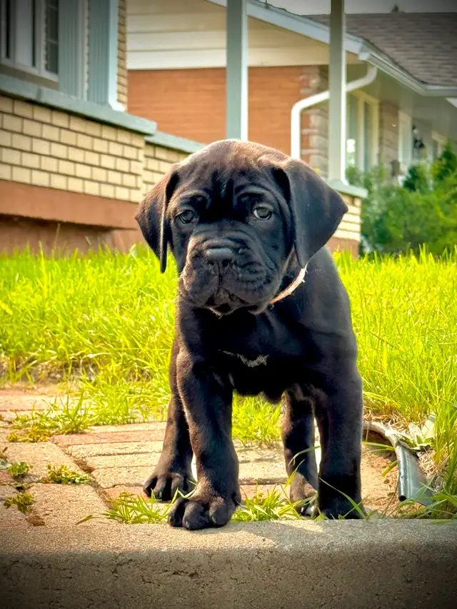 Cane Corso in Dogs & Puppies for Rehoming in City of Montréal - Image 2