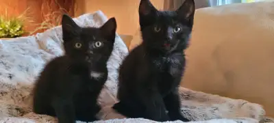 Adorable plush kittens, extremely soft fur., View more