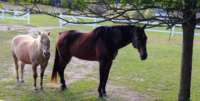 Recherche Gardien(ne) pour Chevaux à Prévost dans Services pour animaux  à Laurentides