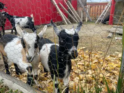 2 Pure bred Nigerian Dwarf does and two beautiful blue-eyed doelings, very friendly. Must have heate...