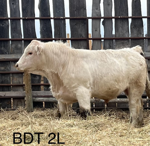 Purebred Charolais Bulls for Sale in Livestock in Nipawin - Image 3