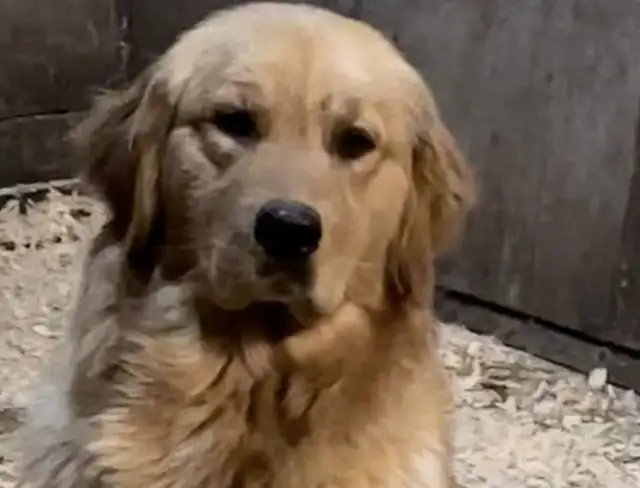Chiot Golden Retriever prêts 19/07/25 CKC, OFA & ADN in Dogs & Puppies for Rehoming in Laval / North Shore - Image 9