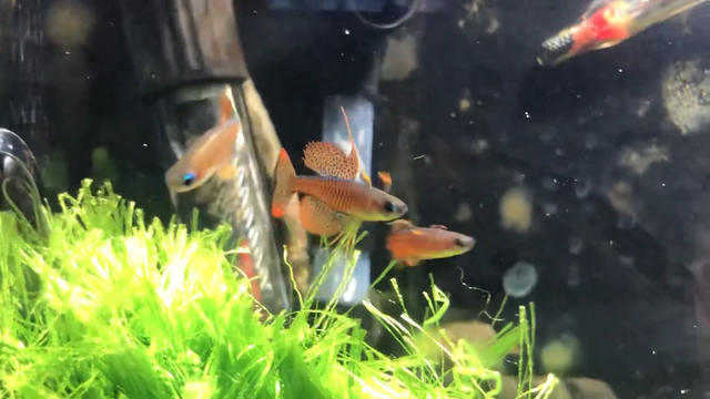 Stunning Home-Bred Red Neon Blue Eye Rainbowfish (Luminatus) | Fish for ...