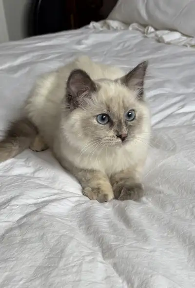 Ragdoll kittens , View more