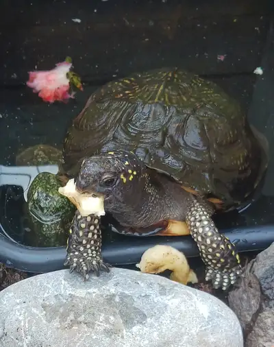 Gulf Coast Box Turtle, View more