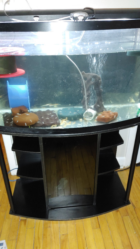 "Crayfish for Aquarium Fish Tank For Sale in Fish for Rehoming in Ottawa - Image 3