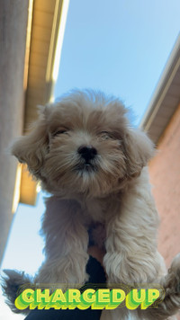 Shihpoo puppy for sale