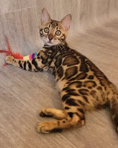 Available Bengal Kittens. TICA registered. Spayed