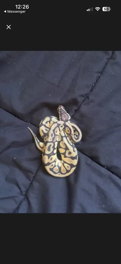 Would trade any of these ballies for rtb crested geckos preferably a laying female or can trade mult...