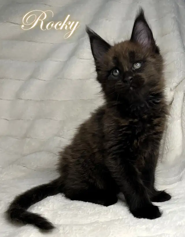 Registered Purebred Maine Coon Kittens in Cats & Kittens for Rehoming in Victoria - Image 6
