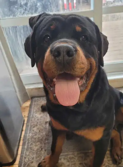 Bonjour rottweiler male de presque 2 ans pure race enregistrée au ckc, castré il est propres reste s...