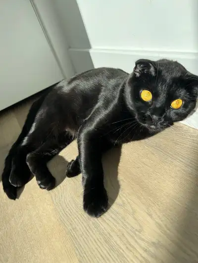 1 year old Scottish fold , View more