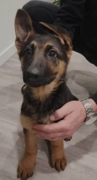 German shepherd puppy , View more