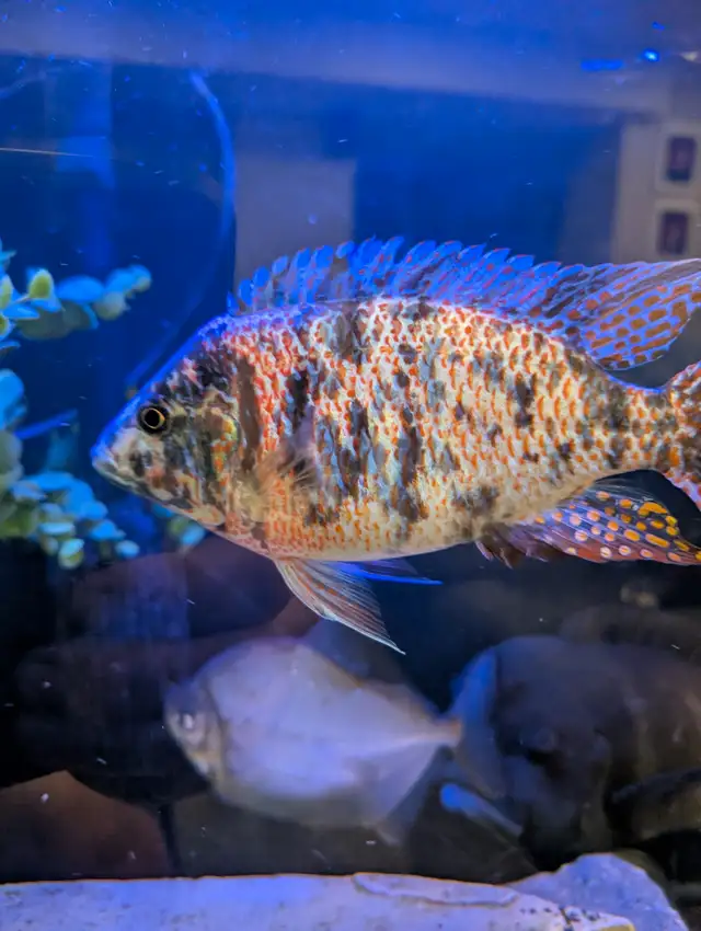 African chilclids in Fish for Rehoming in London - Image 7