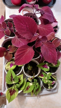 Red and Green Coleus Plants