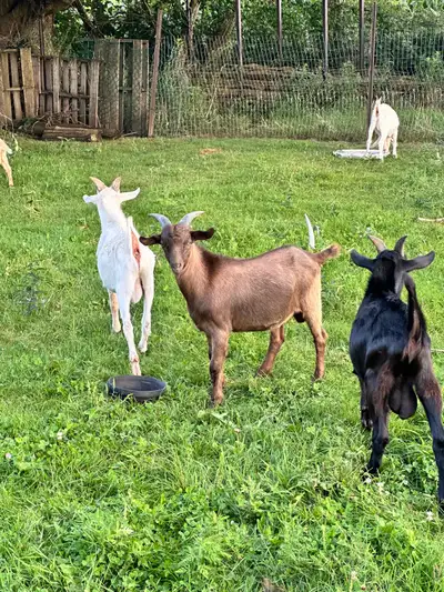 I have around 6-7 healthy bucklings. Most are pure breed except for 1 or 2. Good colour and genetics...