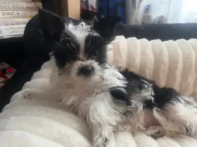 Purebred Parti Yorkshire Terrier Black And White, View more