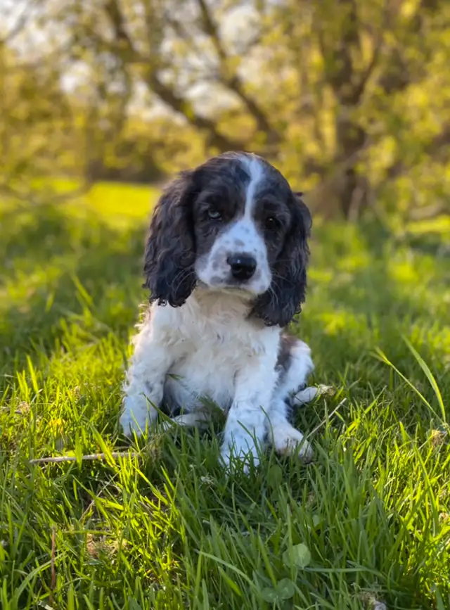 English Cocker Spaniel puppies in Dogs & Puppies for Rehoming in Oakville / Halton Region - Image 6