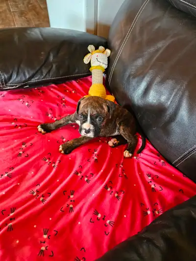 Boxer pure race Chiots, View more