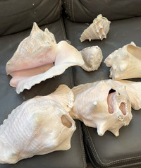 Collection of Sea Shells, Great for Fish Tank