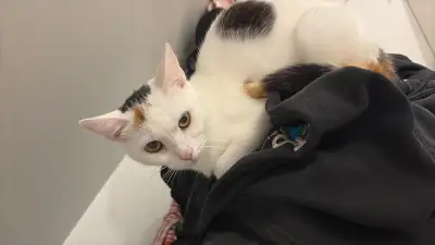 Magnifique jeune chat se recherche actuellement une nouvelles maison je lui cherche une famille tran...