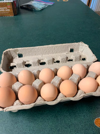 Orpington hatching eggs