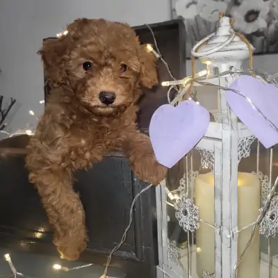 Mini Poodle Puppies - 3 Females Left!, View more