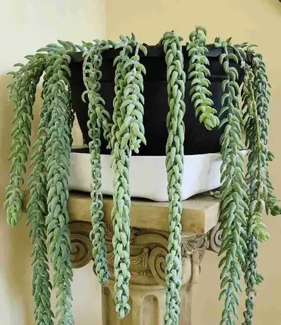 ~~~Super long donkey tails~~~, View more